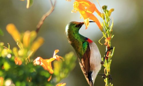 Stellenbosch in full bloom for festival of gardens and the great outdoors