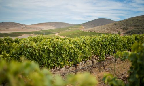 WINE FARM REACTS TO ONGOING POWER CRISIS IN SOUTH AFRICA